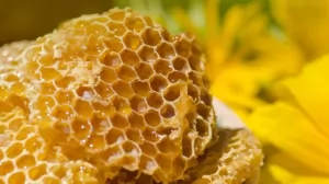 Bagaimana cara minum propolis sebelum atau sesudah makan